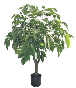 140cm Ficus