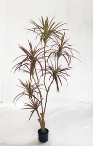 160cm Dracaena--Red
