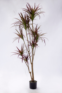 180cm Dracaena--Red