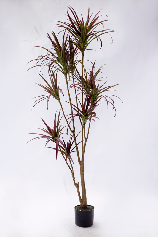 180cm Dracaena--Red