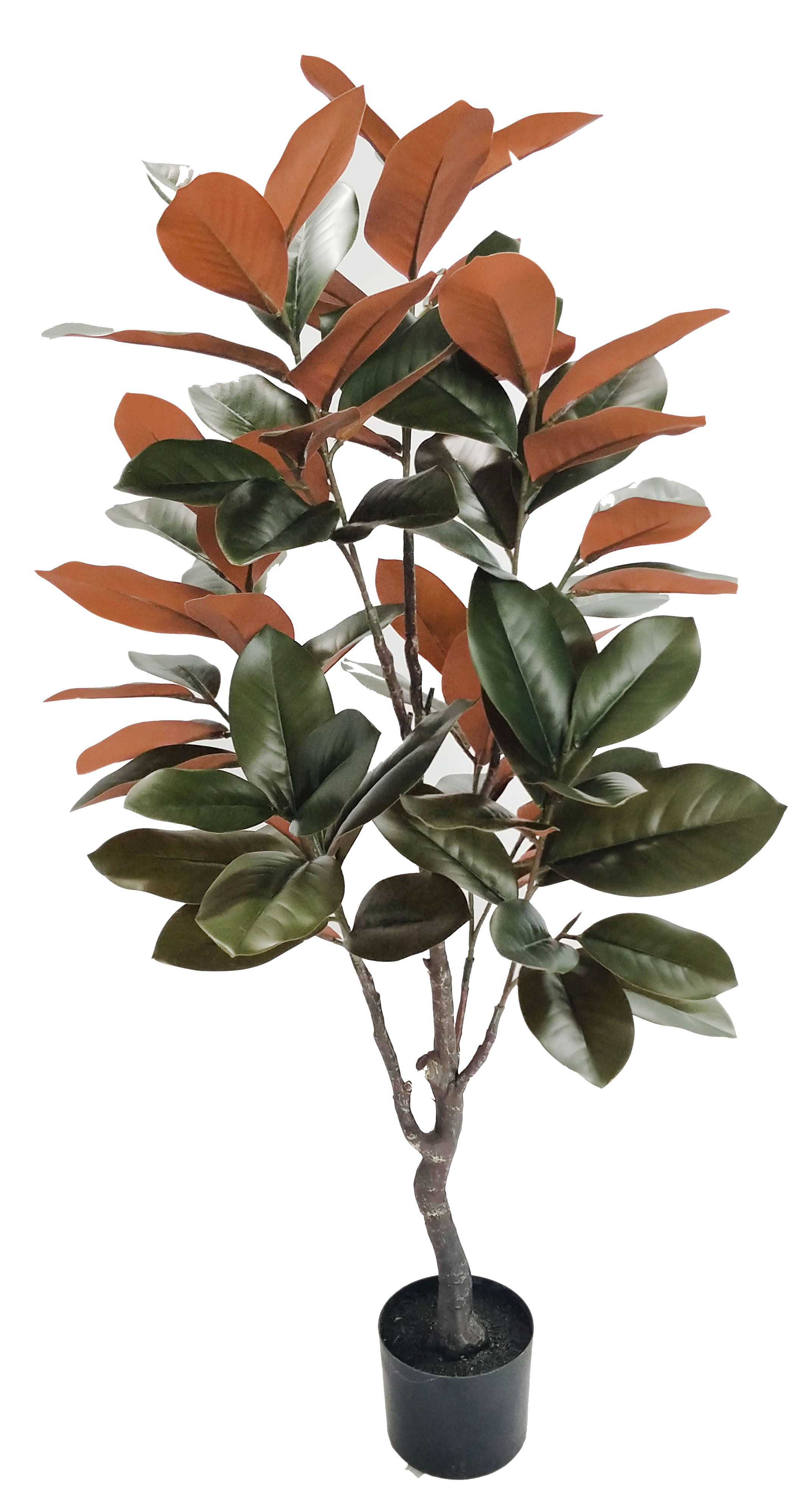 120cm Magnolia Tree