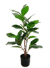 75cm Magnolia Tree
