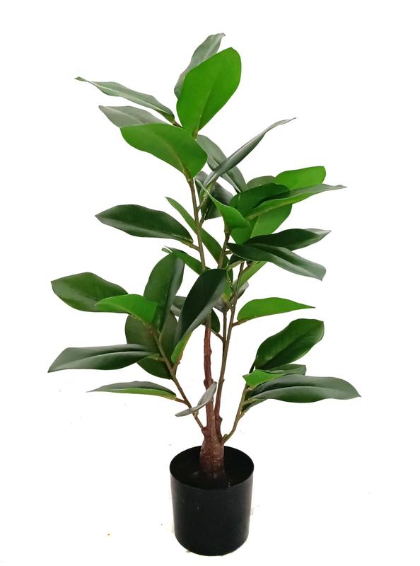 75cm Magnolia Tree