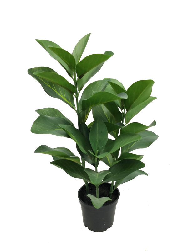 40cm Protea Cynaroides