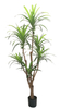 200cm Wide Dracaena