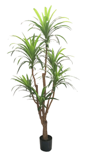 200cm Wide Dracaena