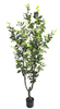 205cm Ficus
