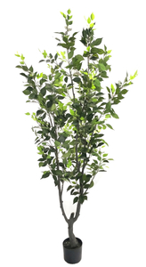 205cm Ficus