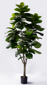 230cm Fiddle Tree