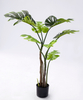 120cm Monstera Plant