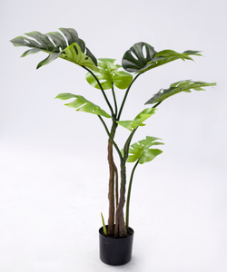 120cm Monstera Plant