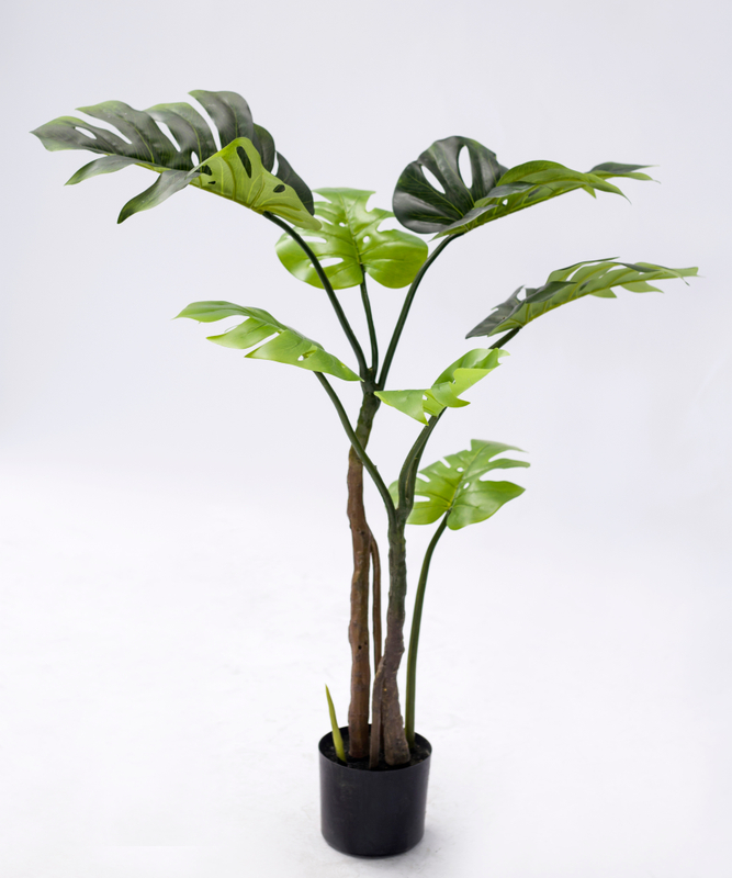120cm Monstera Plant