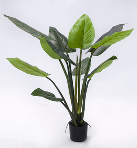 125cm Philodendron