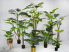 150cm Monstera Plant