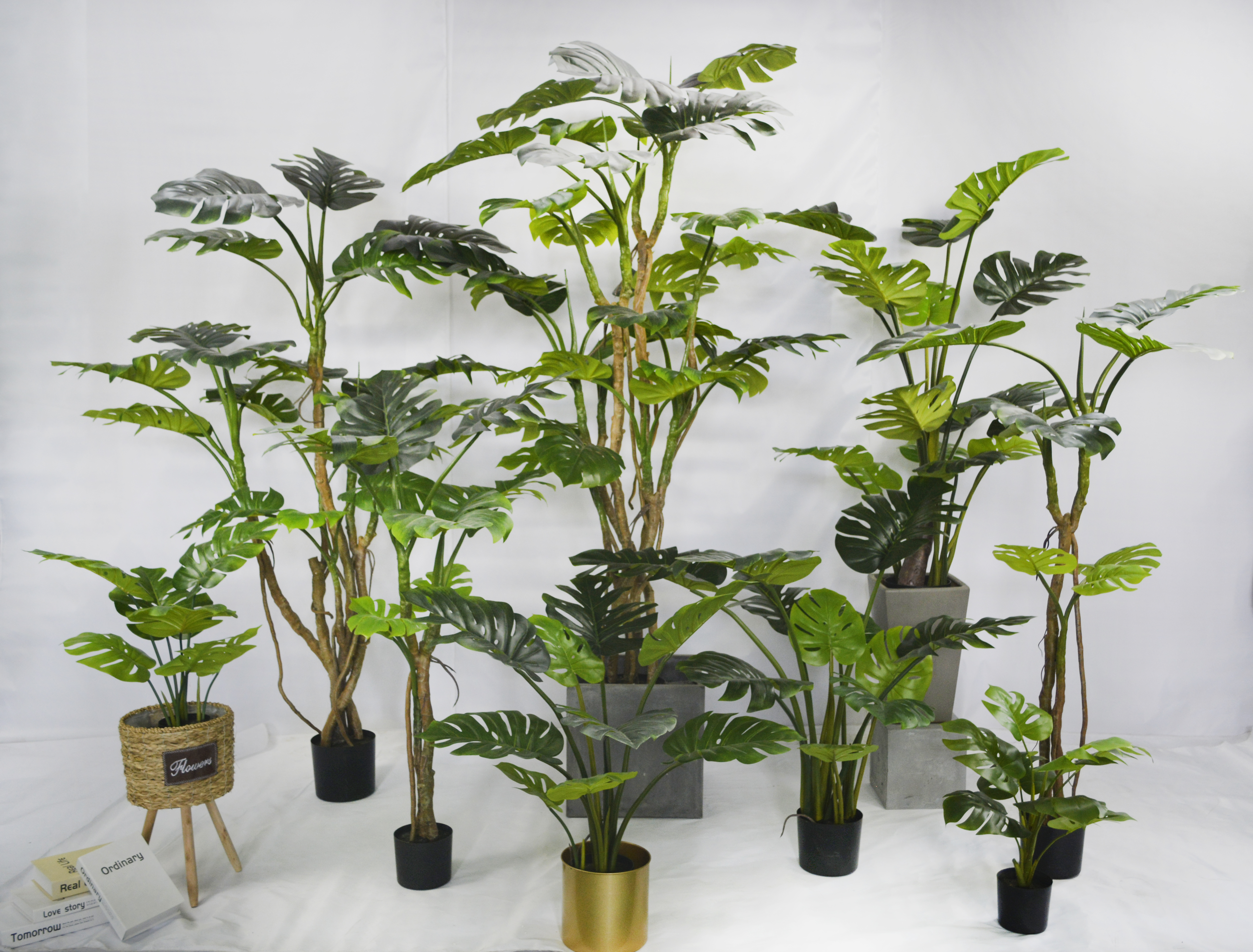 150cm Monstera Plant