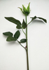 Rosebud