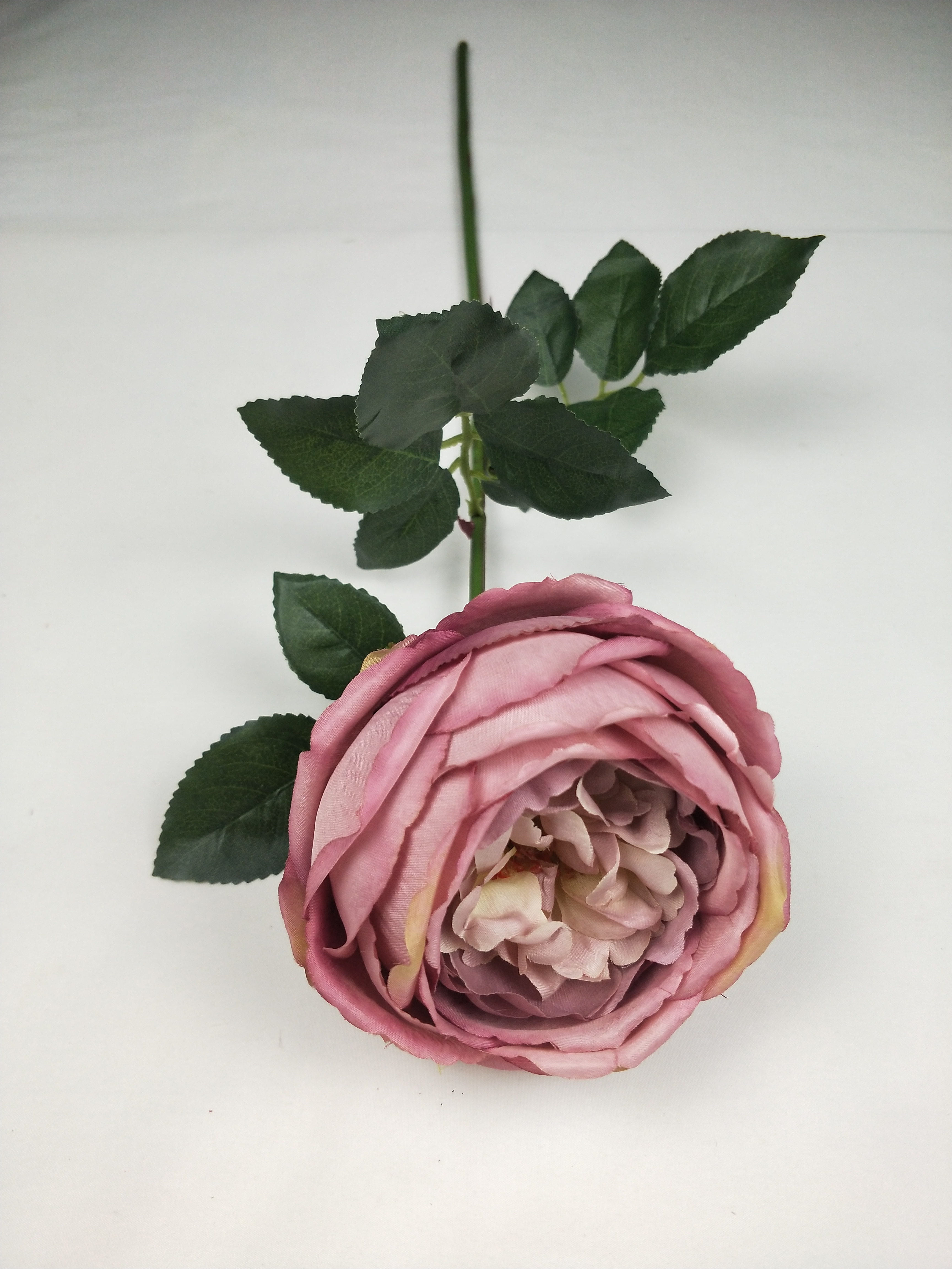 English Rose