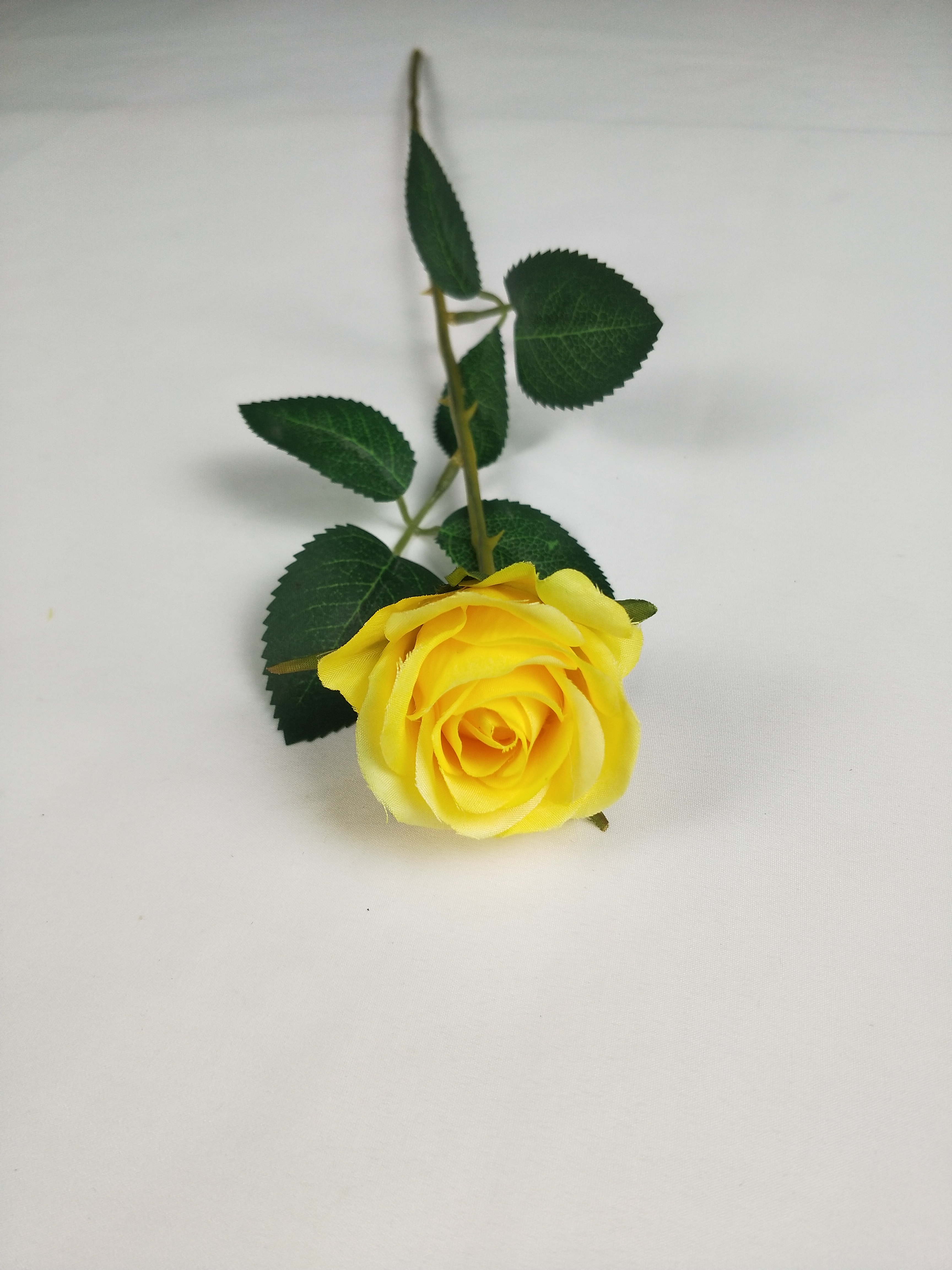 Single mini rose