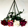 Single Lace Rose