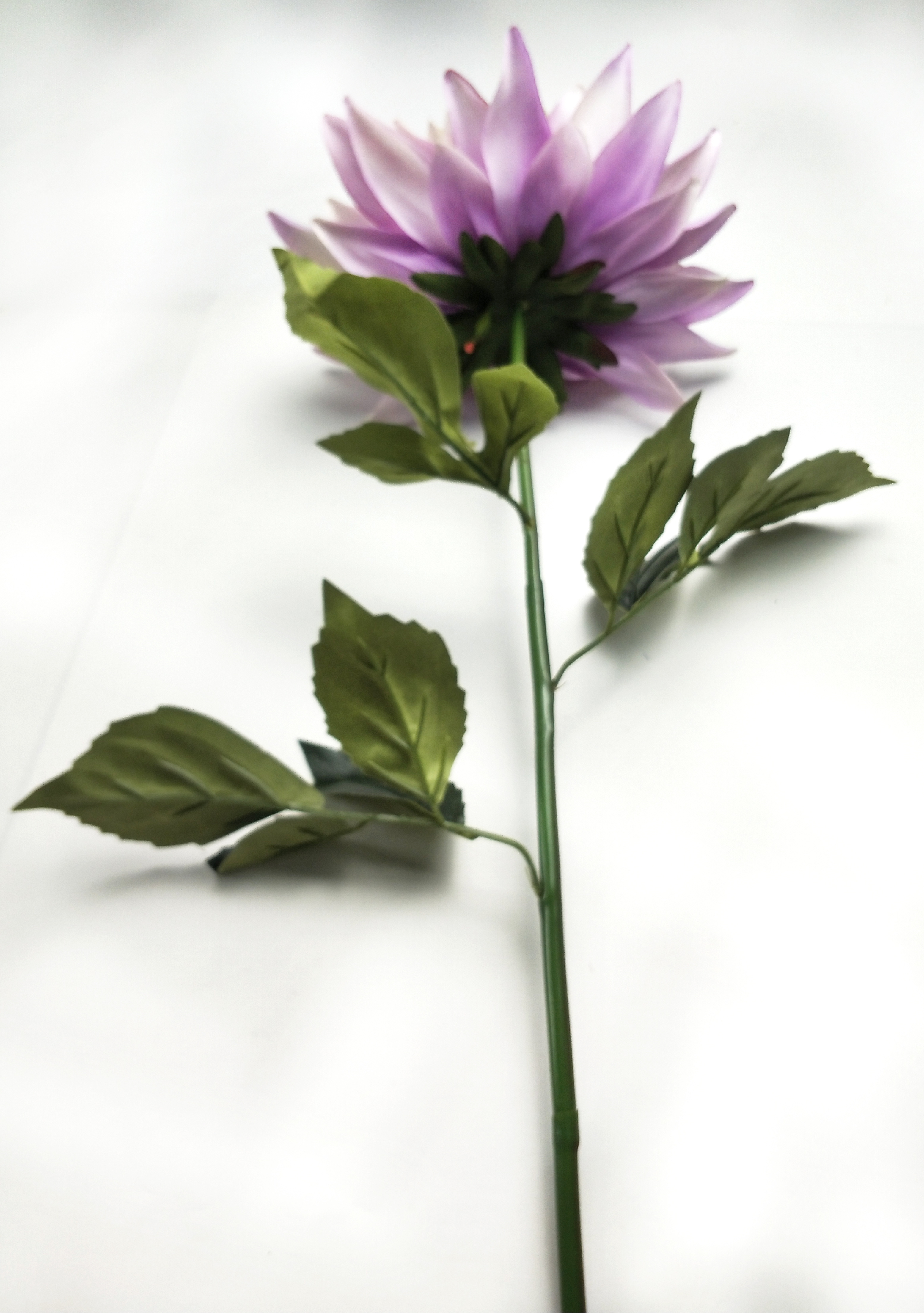 Single dahlias