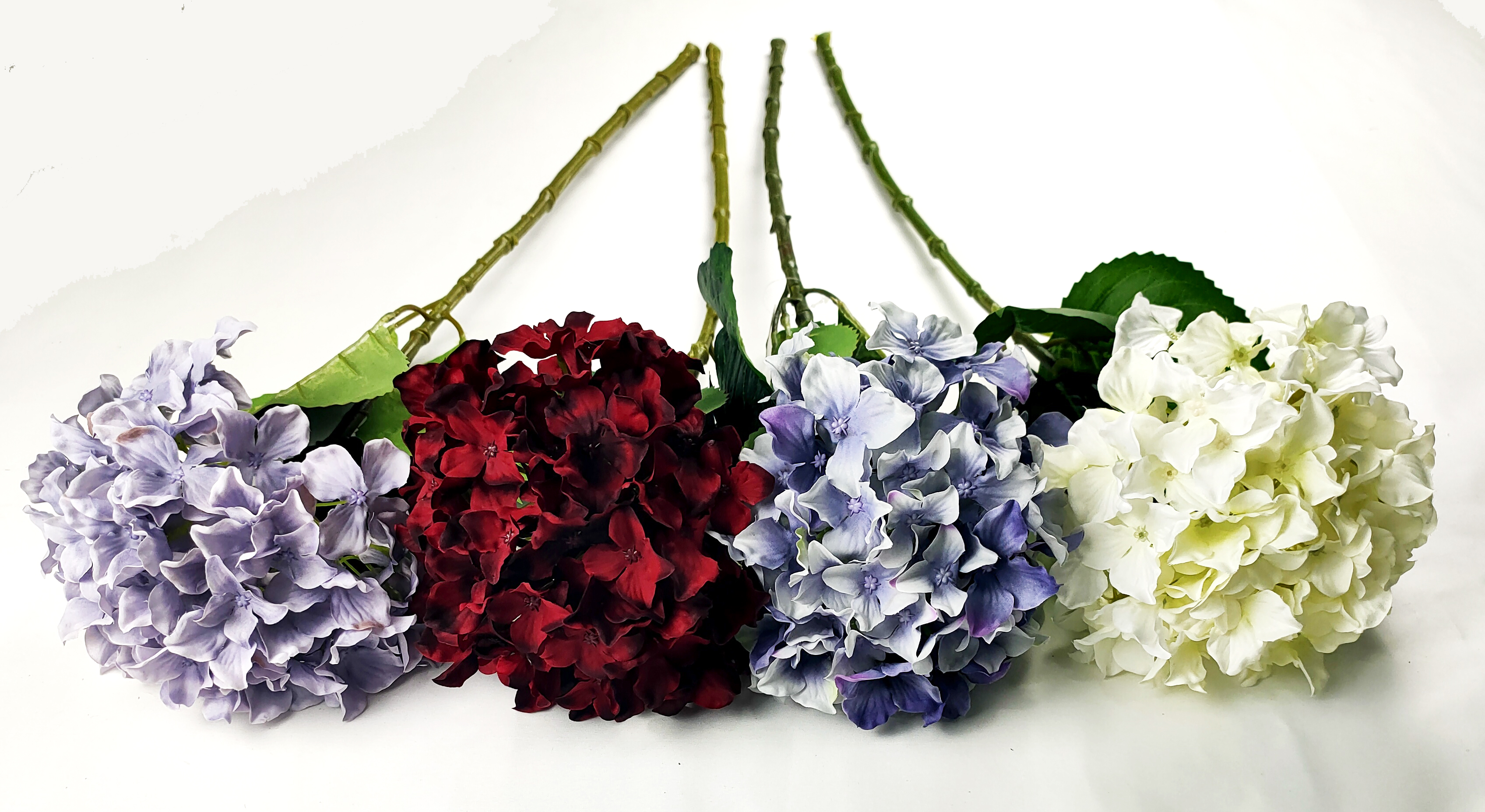 Hydrangea