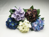 Small single hydrangea