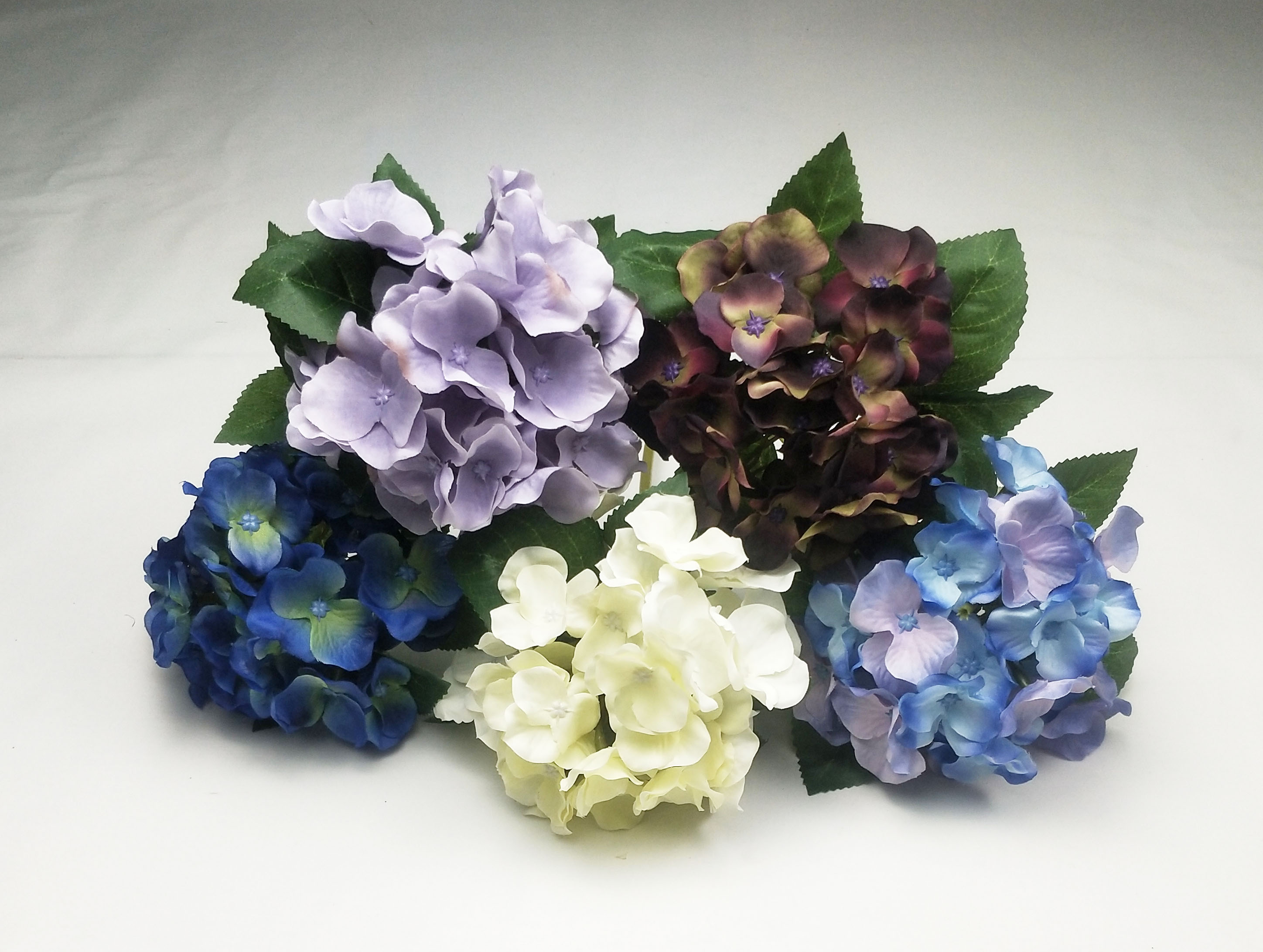 Small single hydrangea