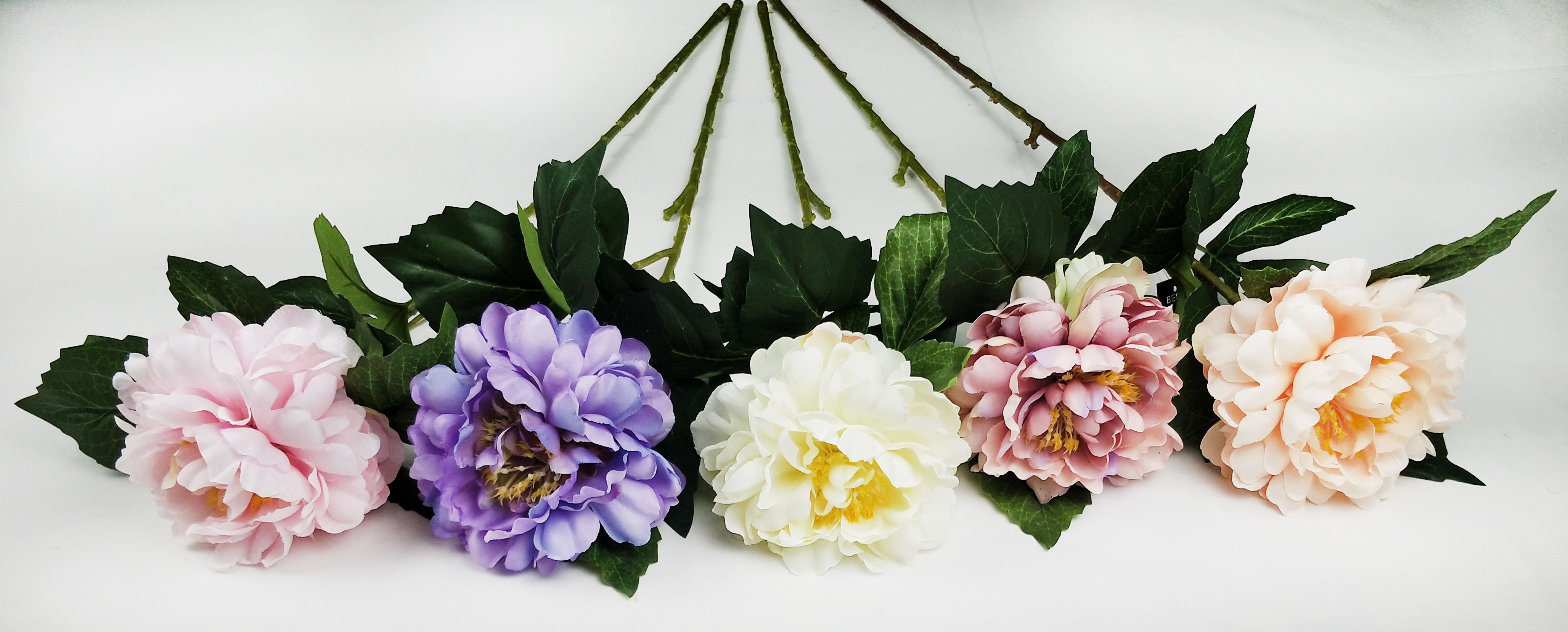 Xishi peony