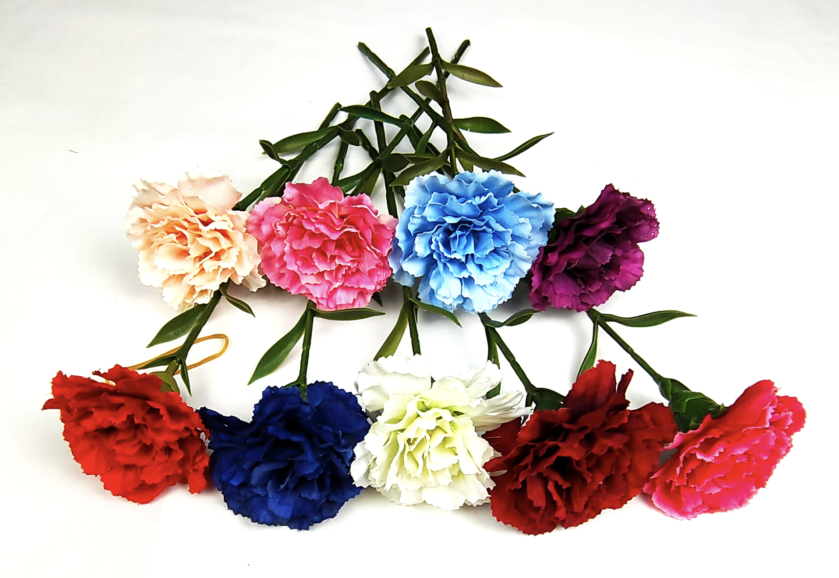 Carnation