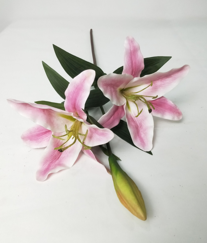 Lily