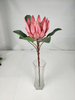 Big Protea