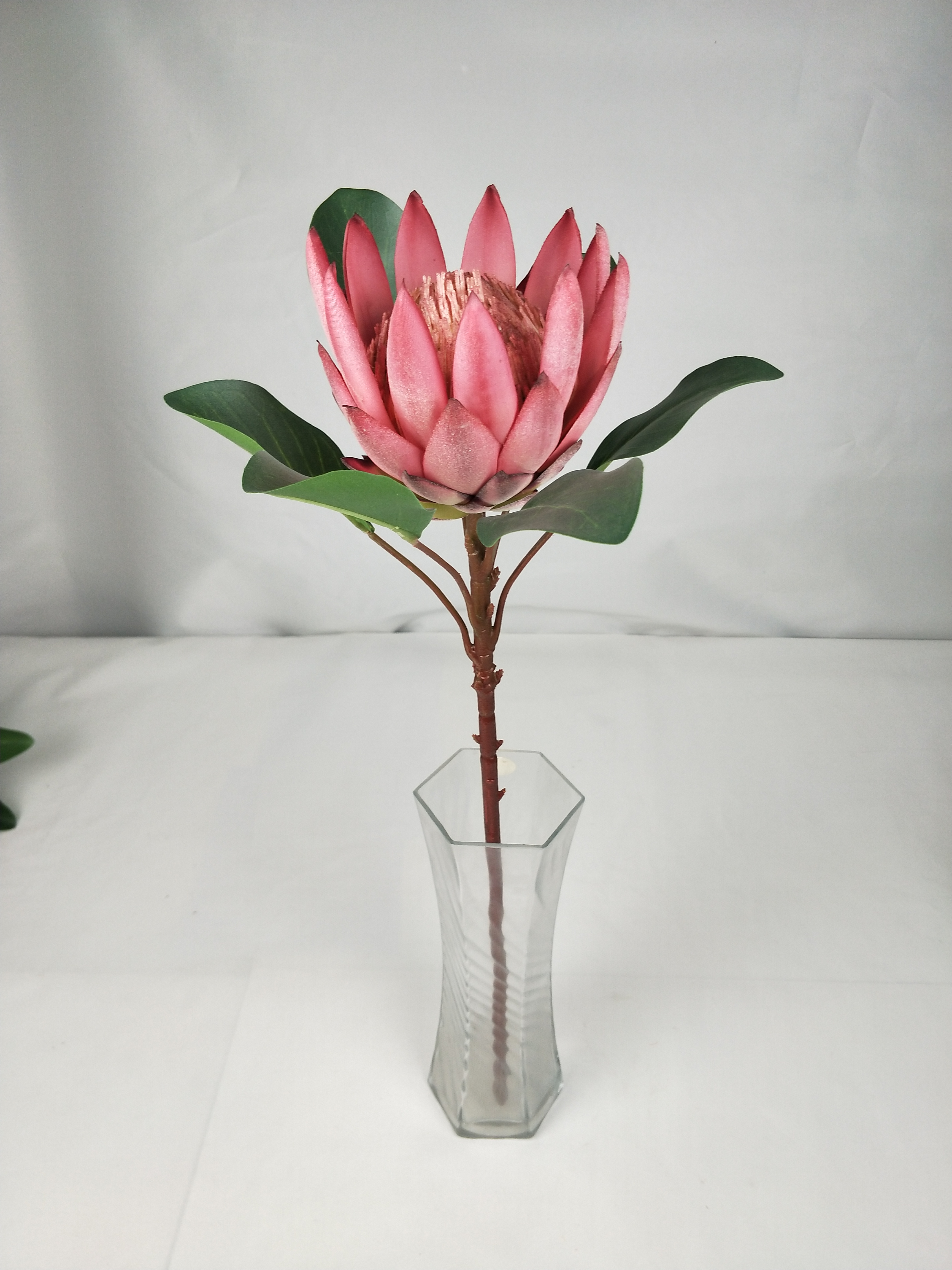 Big Protea
