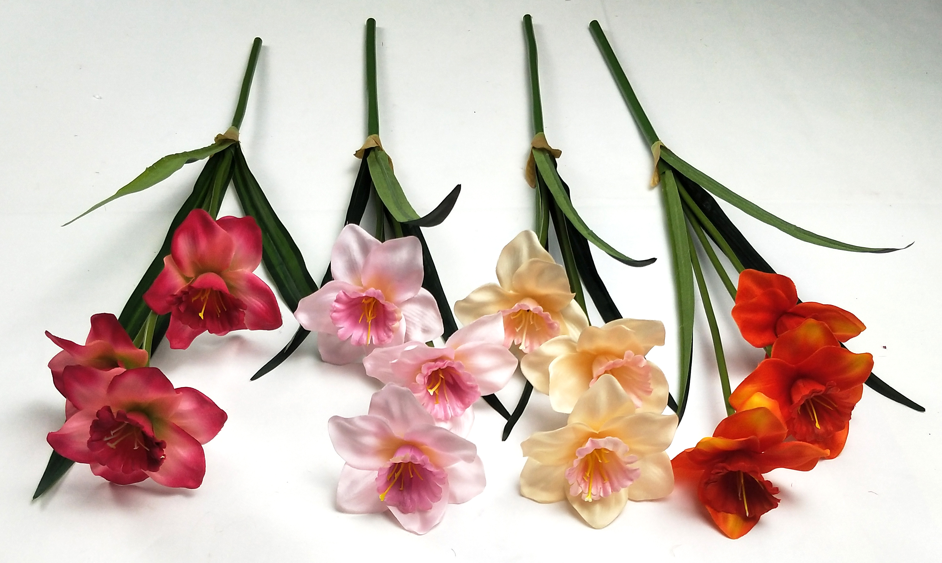 Narcissus
