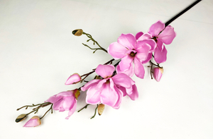 Single branch of magnolias