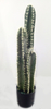 85cm Columns Cactus