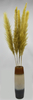 Reed