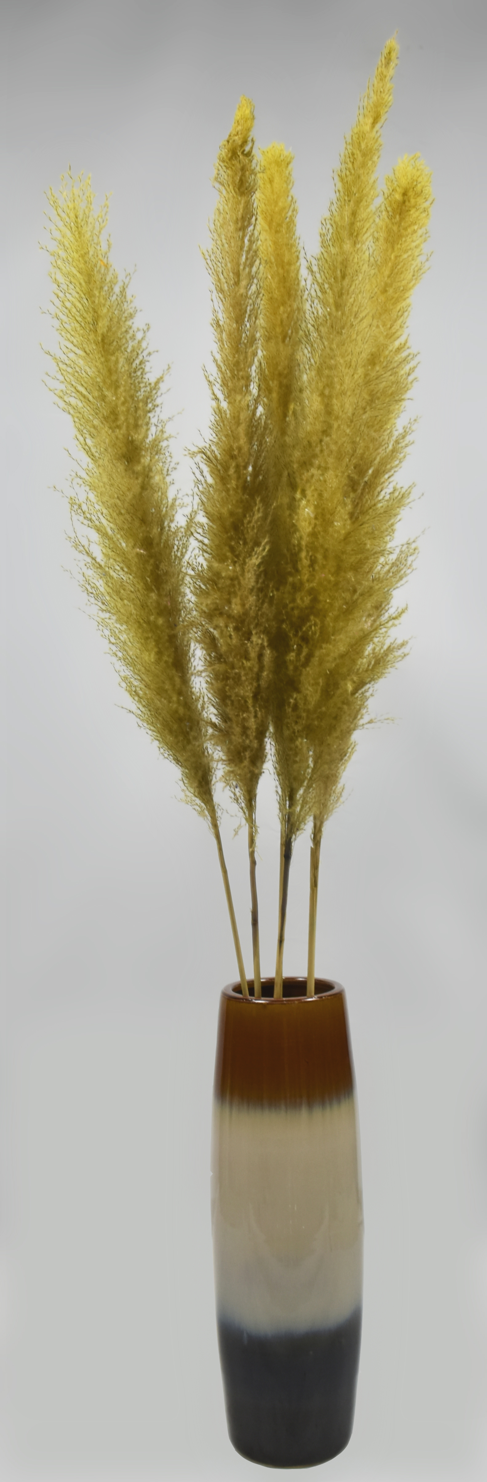 Reed