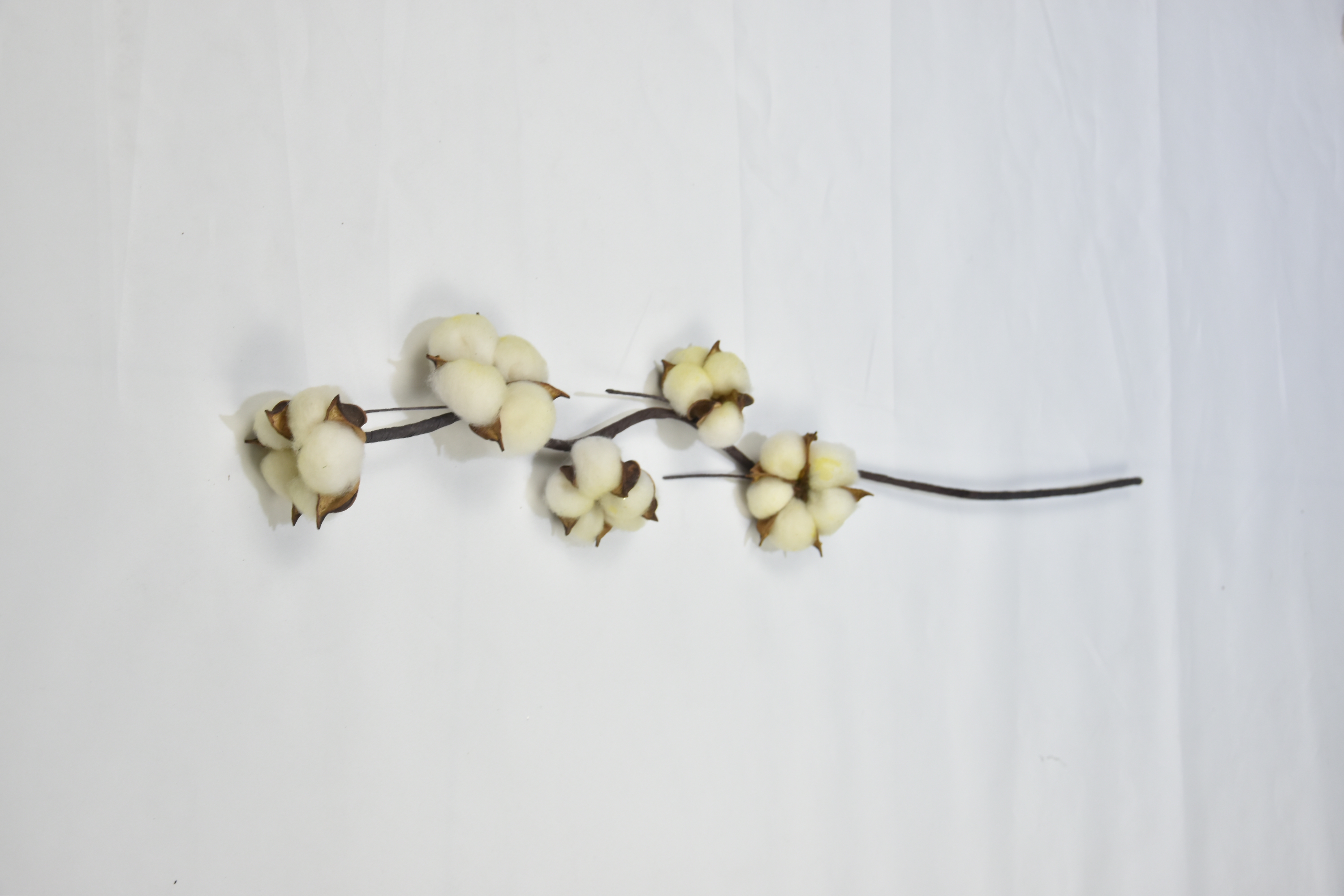 5T-Cotton-Yellow