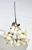 6T-Cotton（Single stalk）