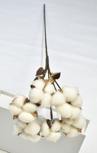6T-Cotton（Single stalk）