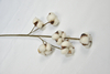6T-Cotton