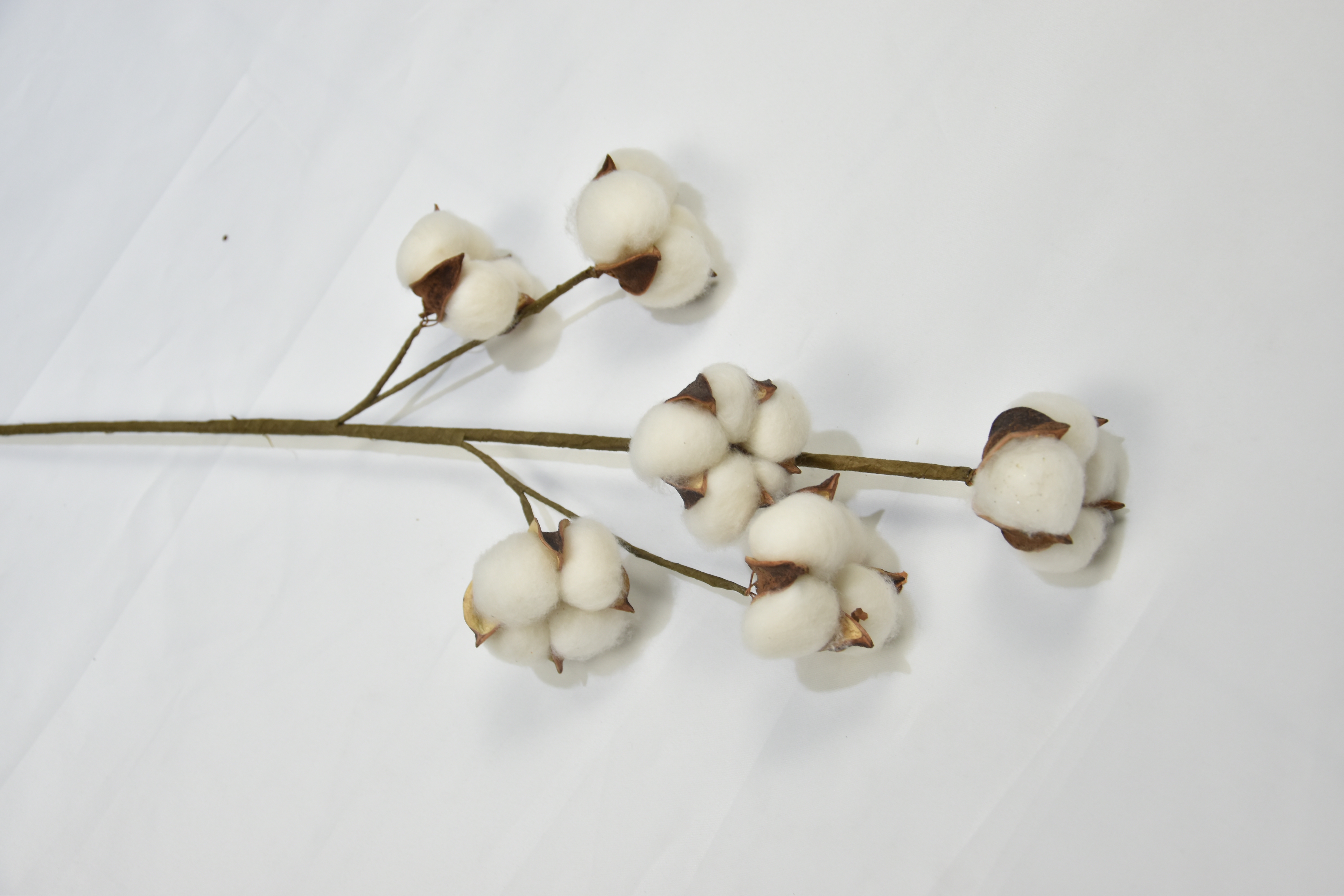 6T-Cotton
