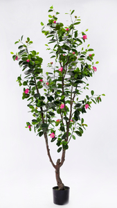 190cm Ficus with Flowers