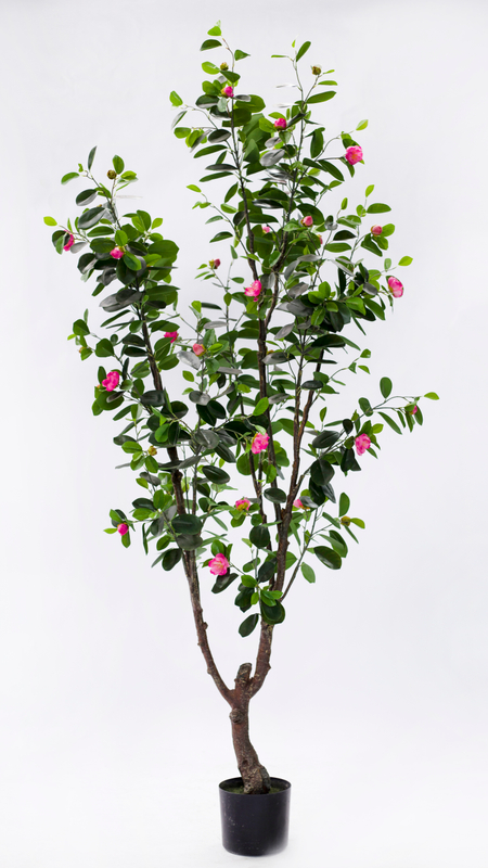 190cm Ficus with Flowers