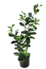 70cm Ficus