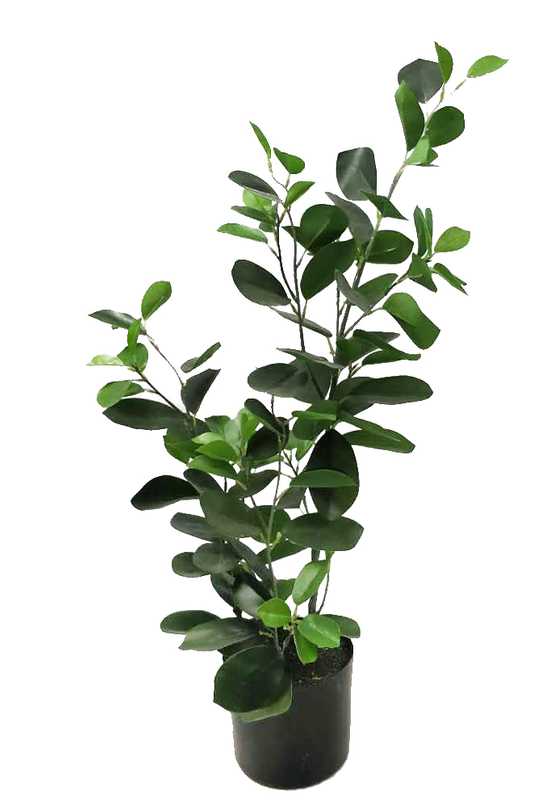70cm Ficus
