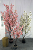 140cm Blossom