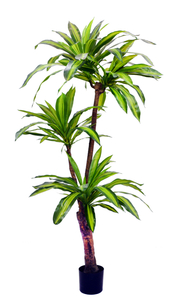 170cm Dracaena Fragrans