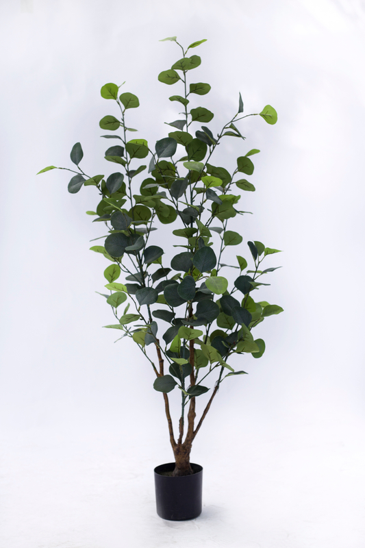 120cm Eucalyptus