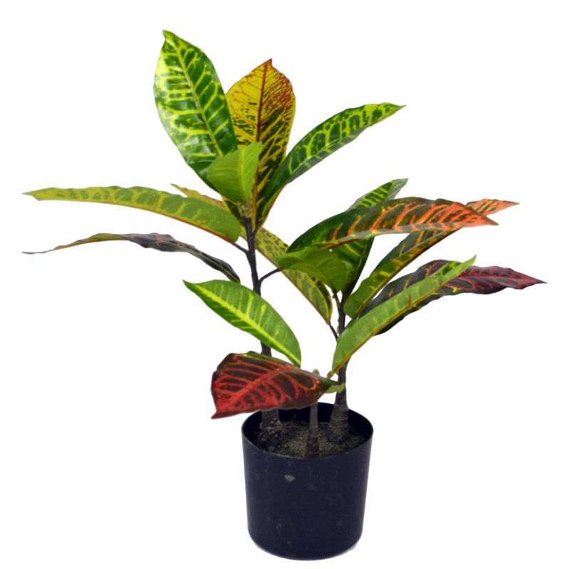 45cm Croton Plant